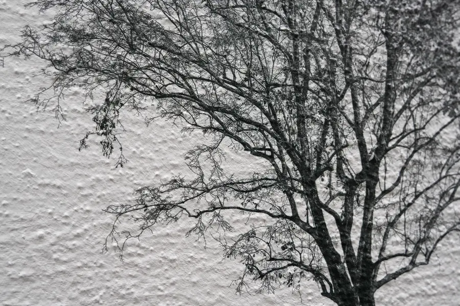 Schwarzweißer Baum auf strukturierter Raufasertapete